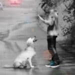 Chris Edge working with a dog outdoors during a training session