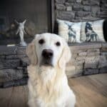 Behaviour Reset: Foundation™  For puppies under 1 year and developing dogs