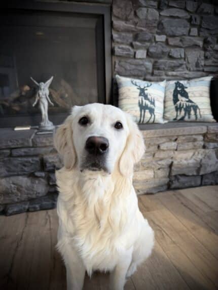 Behaviour Reset: Foundation™  For puppies under 1 year and developing dogs