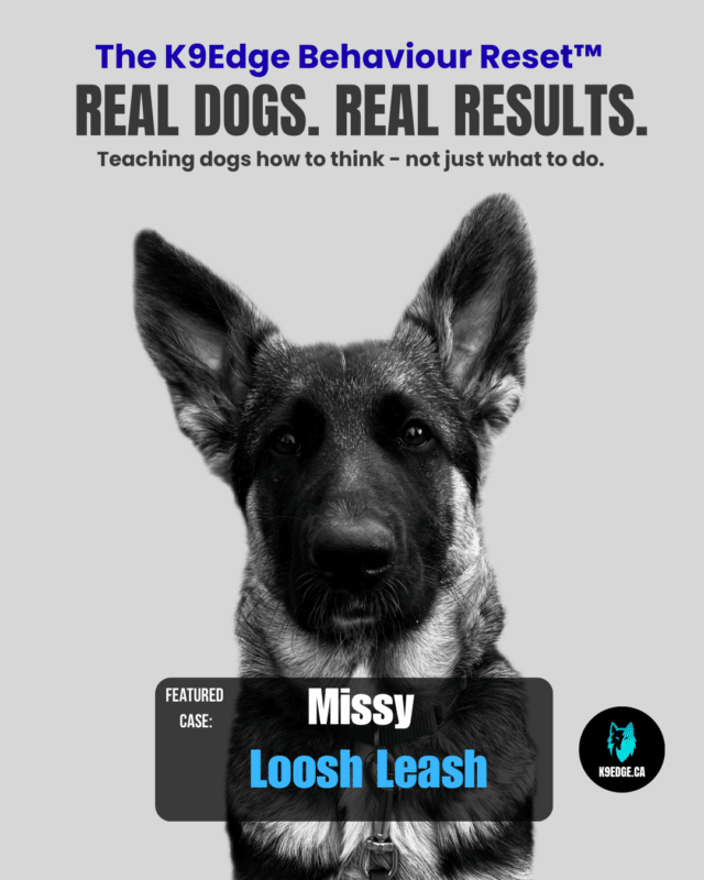 leash walking in edmonton showing missy a real client dog