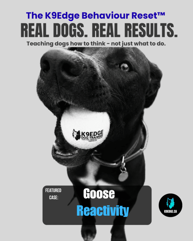 reactive dog training in edmonton showing goose a real client dog