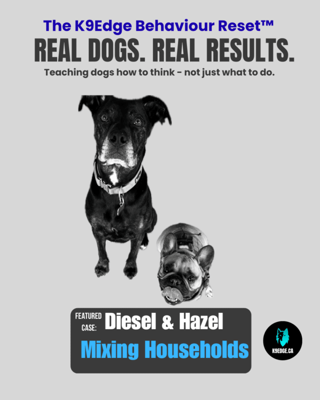 Dog training in edmonton showing two real client dogs