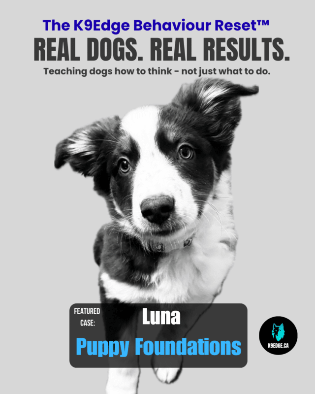 puppy training in edmonton showing luna a real client puppy